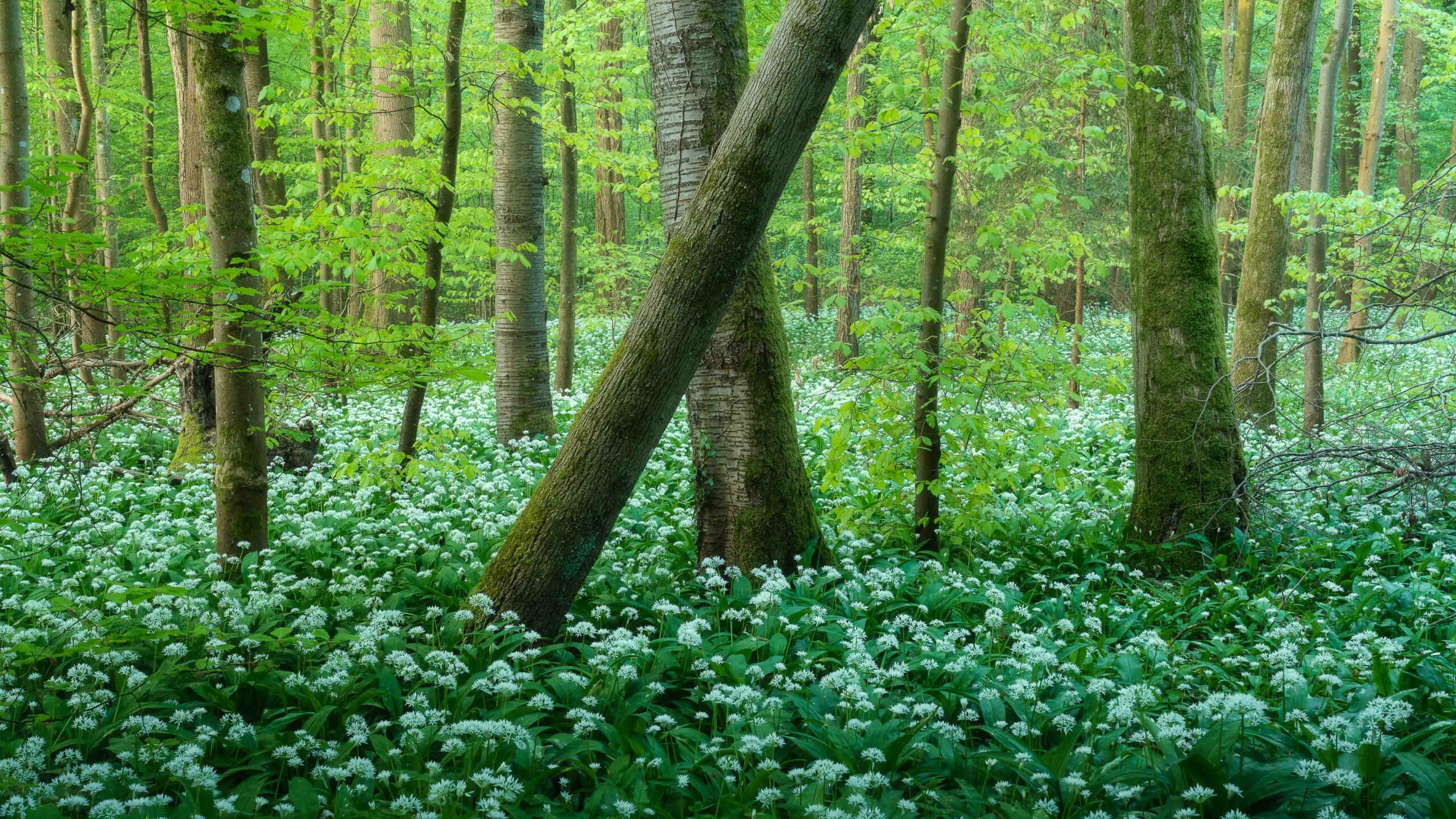 Naturfotografie im Wald