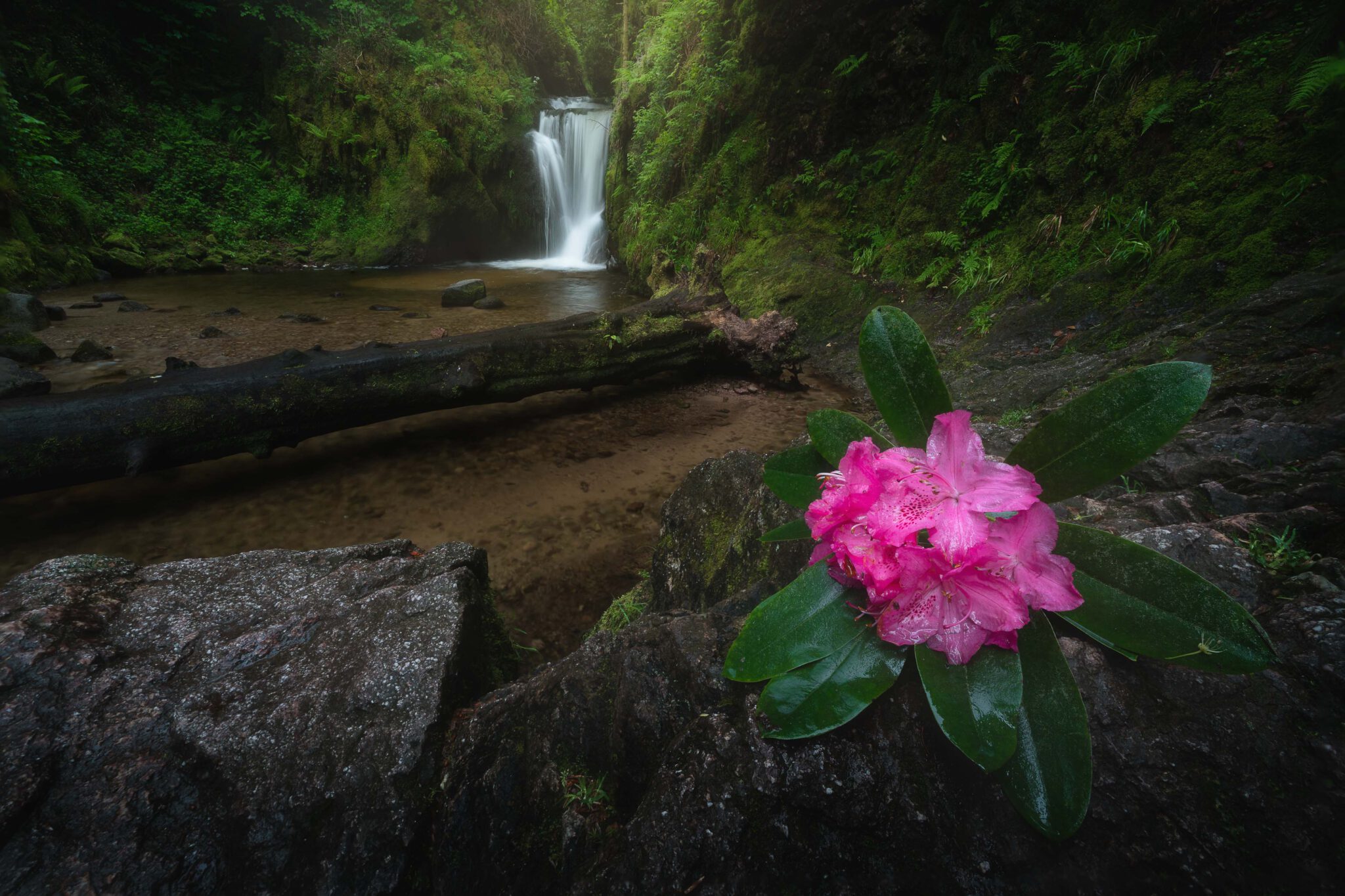 Rhododendronblüte am Geroldsauer Wasserfall